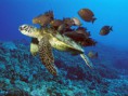 /album/galeria-de-fotos/green-sea-turtle-being-cleaned-by-reef-fishes-hawaii-jpg/